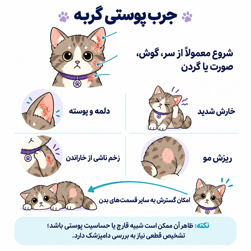 جرب پوستی گربه