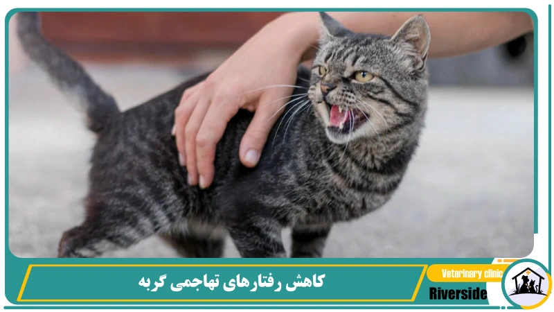 کاهش رفتارهای تهاجمی گربه بعد از عقیم شدن