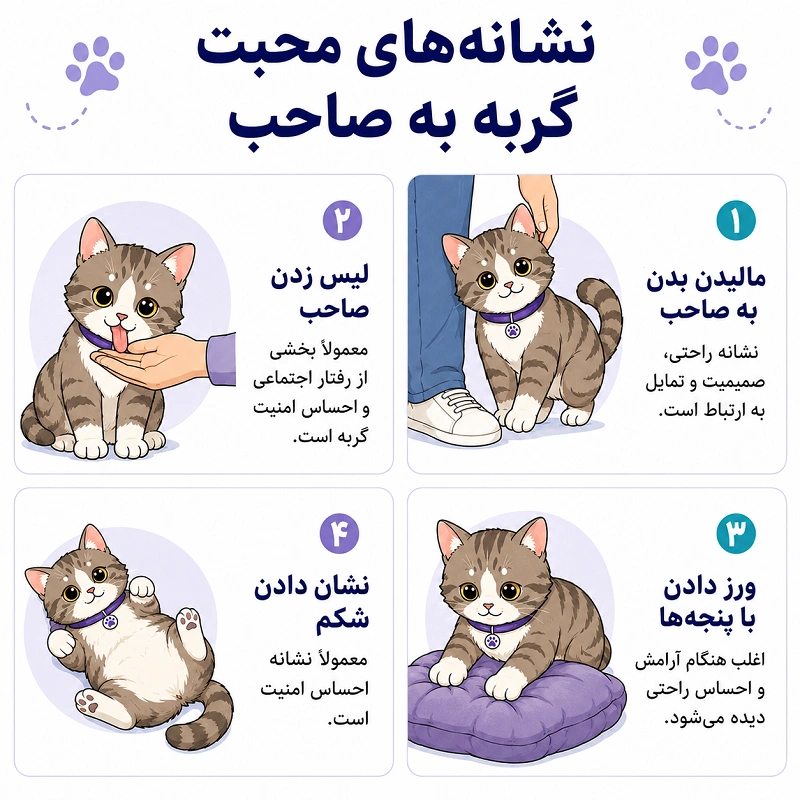 نشانه های محبت گربه به صاحبش