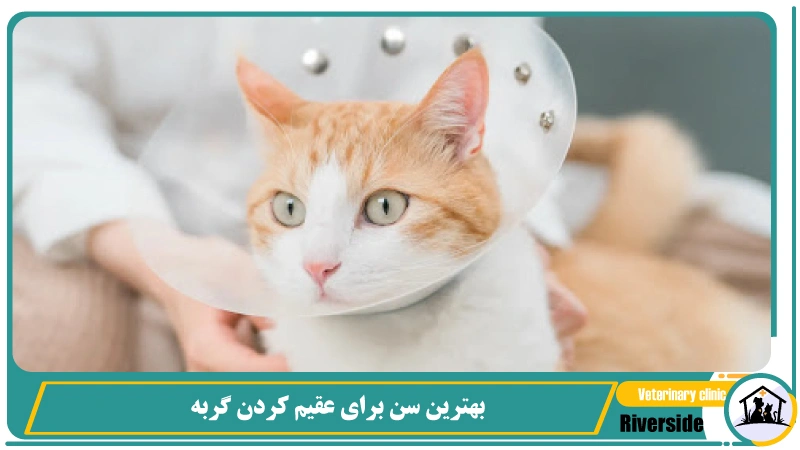 بهترین سن برای عقیم کردن گربه