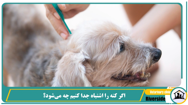 مراقبتهای بعد از جدا کردن کنه از بدن سگ