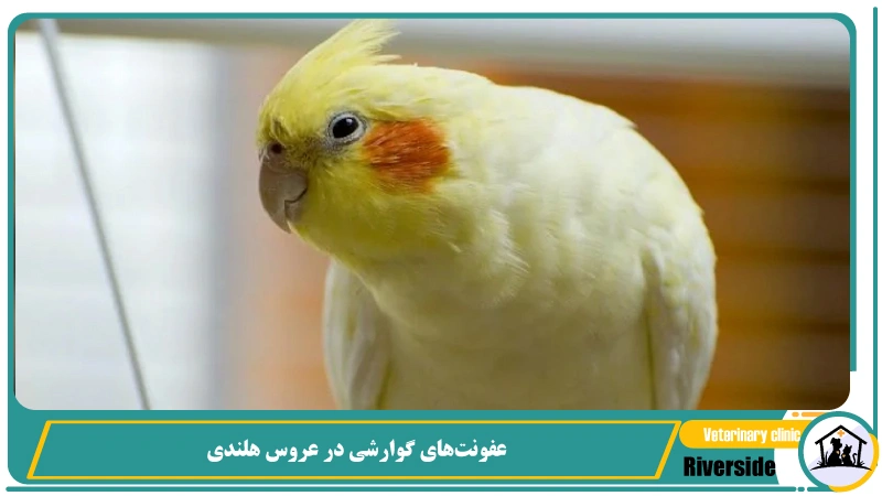 عفونت‌های گوارشی در عروس هلندی