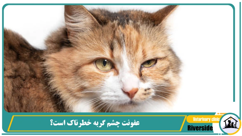 عفونت چشم گربه خطرناک است؟