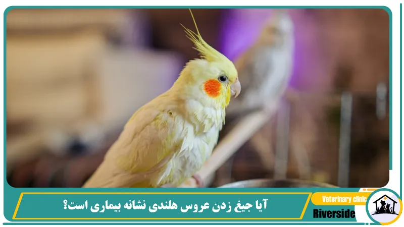 آیا جیغ زدن عروس هلندی نشانه بیماری است؟