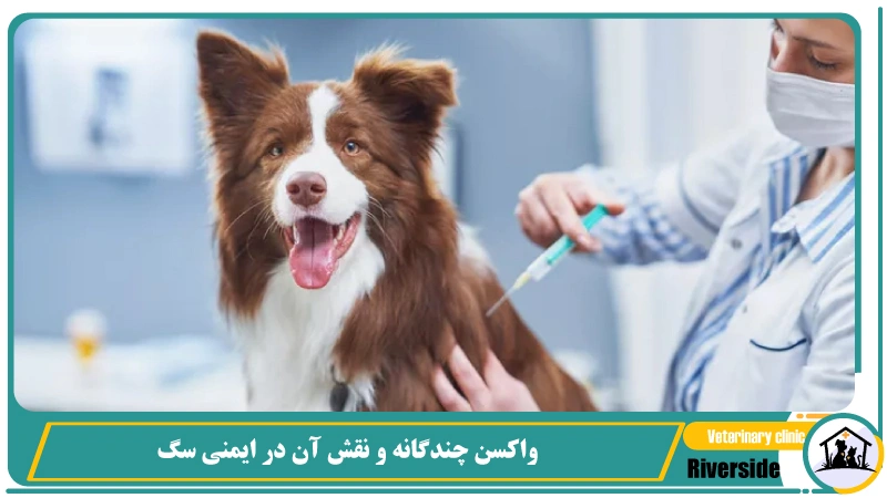 واکسن چندگانه (DHPP) و نقش آن در ایمنی سگ