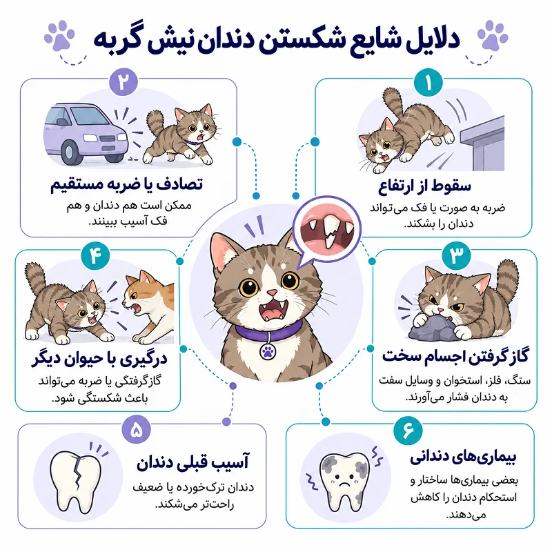 دلایل شکستن دندان نیش گربه