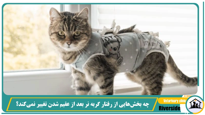 چه بخش‌هایی از رفتار گربه نر بعد از عقیم شدن تغییر نمی‌کند؟