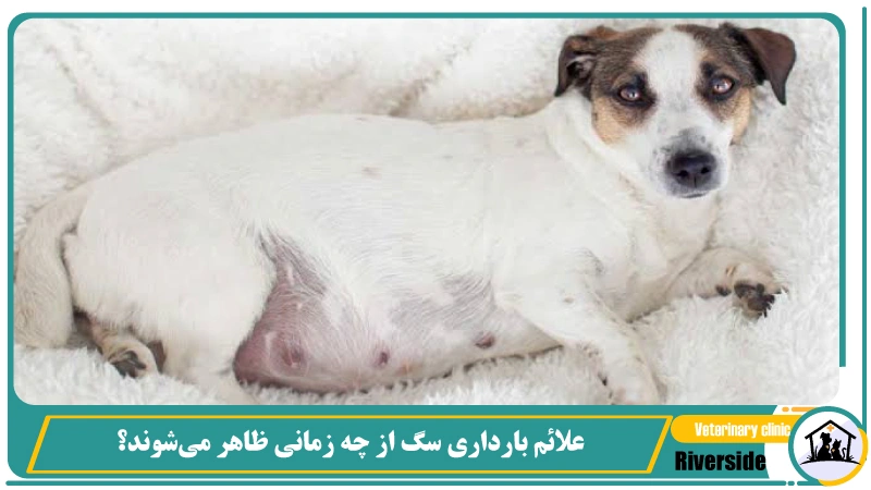  علائم بارداری سگ از چه زمانی ظاهر می‌شوند؟