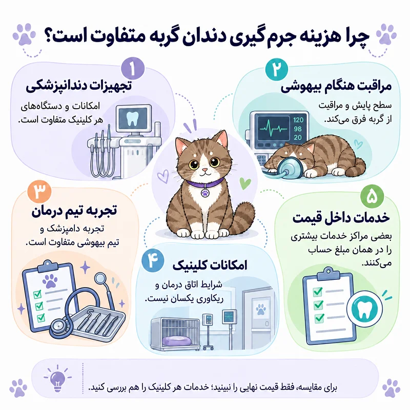 چرا هزینه جرم گیری دندان گربه در کلینیک‌های مختلف متفاوت است؟