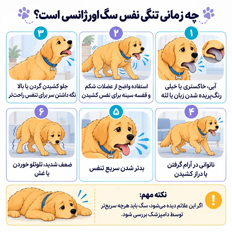 چه زمانی تنگی نفس سگ اورژانسی است؟