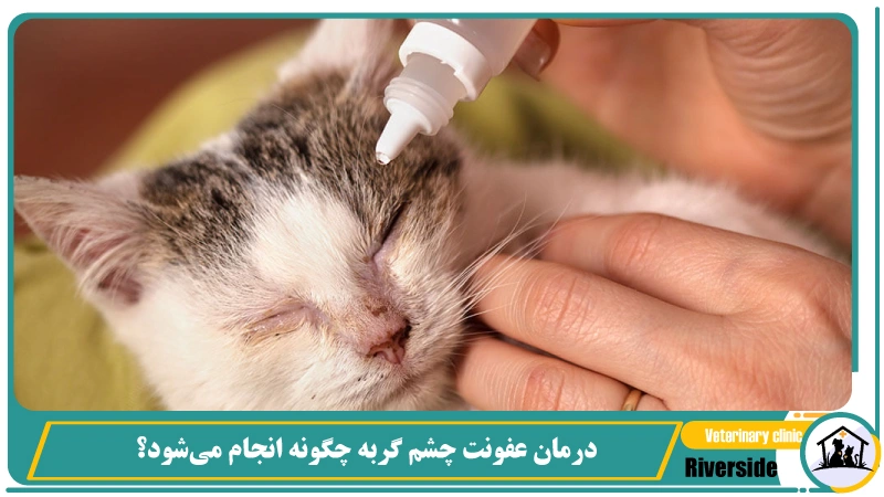 عفونت چشم گربه چگونه درمان میشود؟