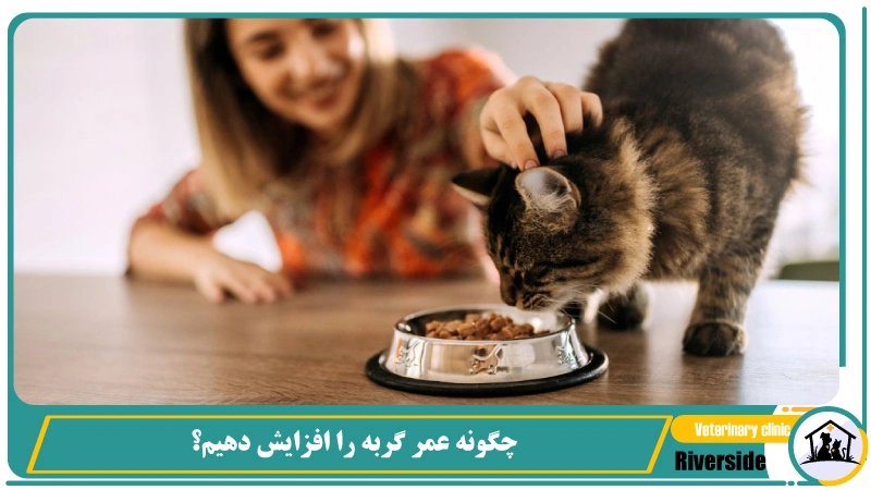چگونه عمر گربه را افزایش دهیم؟