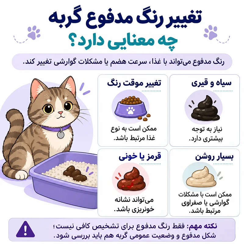 تغییر رنگ مدفوع گربه چه معنایی دارد؟