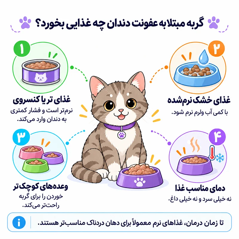 گربه مبتلا به عفونت دندان چه غذایی بخورد؟