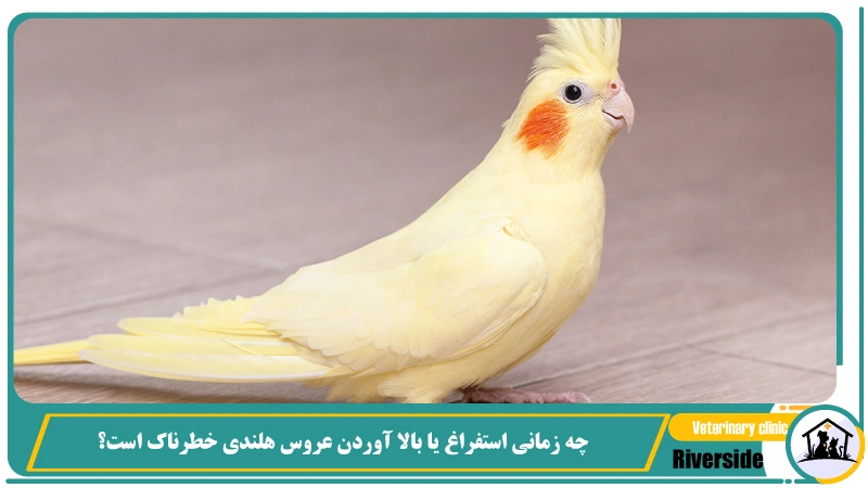 چه زمانی استفراغ یا بالا آوردن عروس هلندی خطرناک است؟