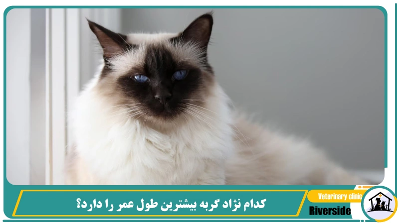 کدام نژاد گربه بیشترین طول عمر را دارد؟