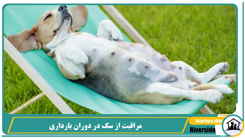 مراقبت از سگ در دوران بارداری