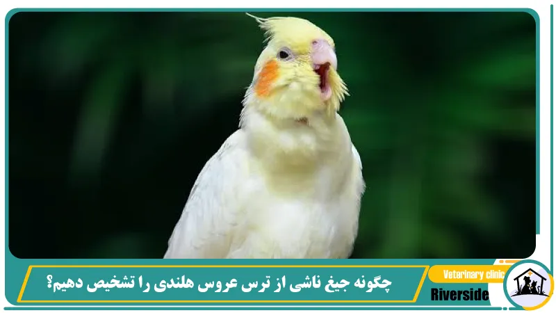 چگونه جیغ ناشی از ترس عروس هلندی را تشخیص دهیم؟