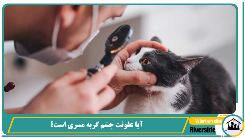 آیا عفونت چشم گربه مسری است؟