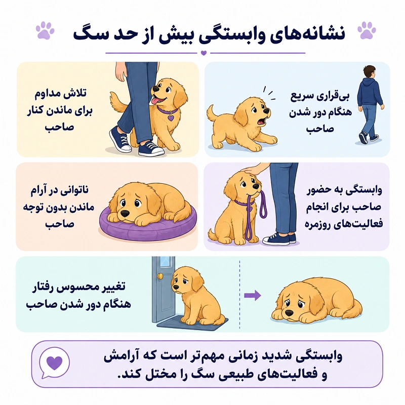 نشانههای وابستگی بیش از حد سگ به صاحبش