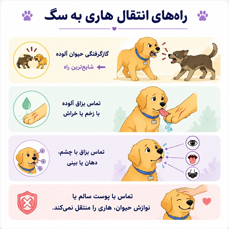 راه های انتقال هاری به سگ