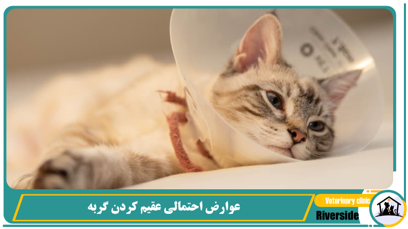 عوارض احتمالی عقیم کردن گربه