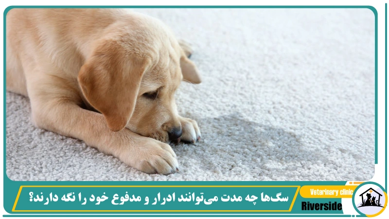 سگ‌ها چه مدت می‌توانند ادرار و مدفوع خود را نگه دارند؟