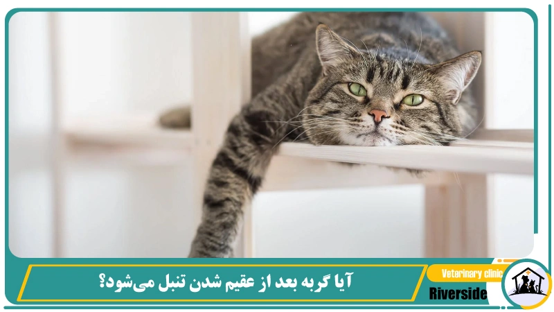 آیا گربه بعد از عقیم شدن تنبل می‌شود؟