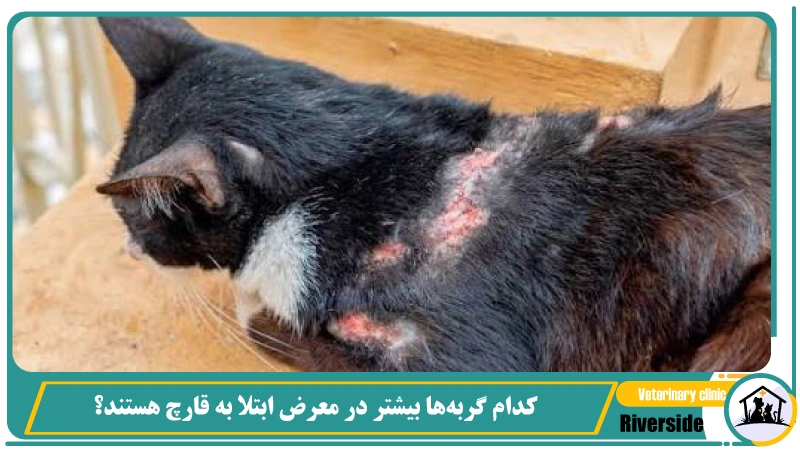 کدام گربهها بیشتر در معرض ابتلا به قارچ هستند؟