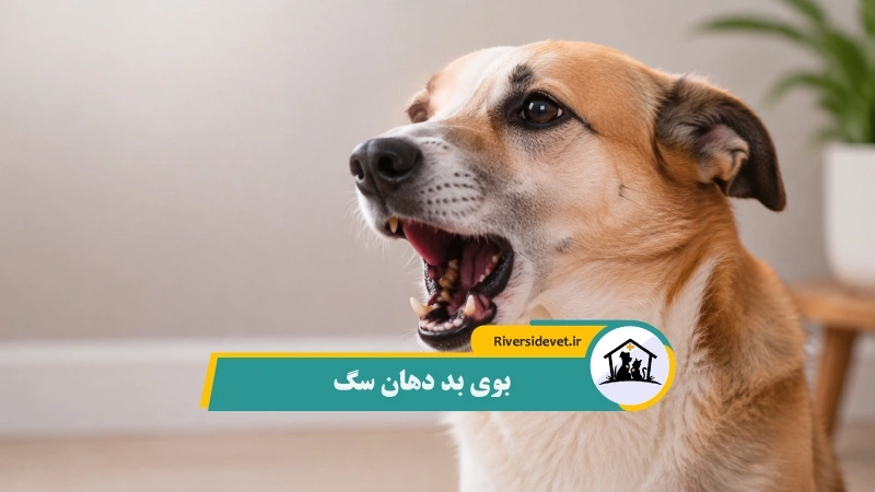 بوی بد دهان سگ