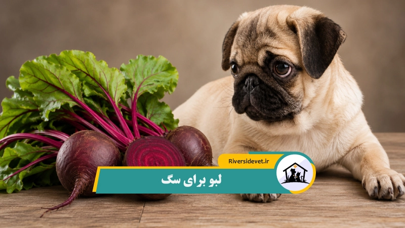 لبو برای سگ