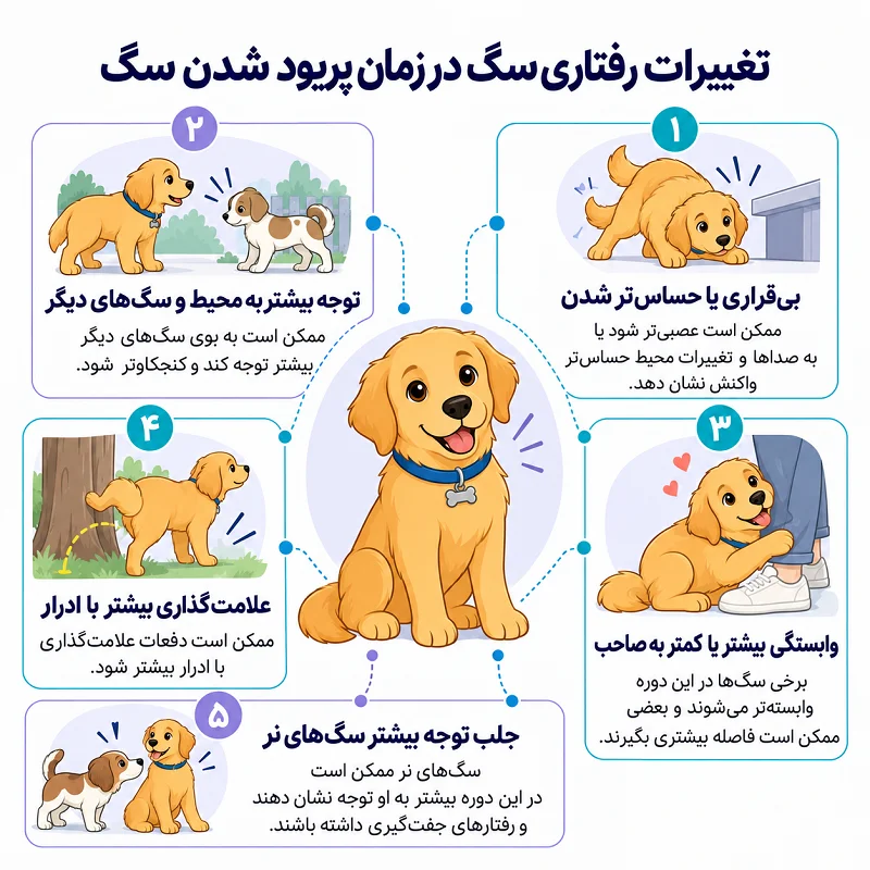 تغییرات رفتاری سگ در زمان پریود شدن سگ