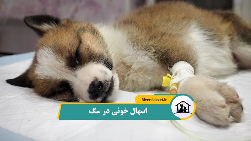 اسهال خونی در سگ