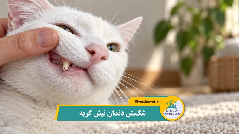 شکستن دندان نیش گربه