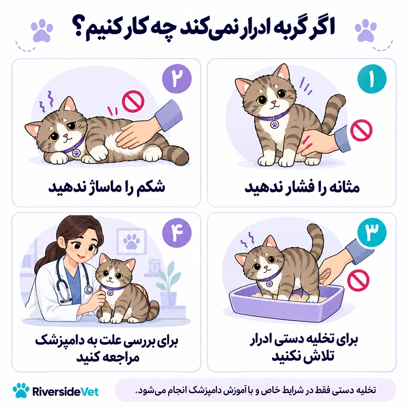 تخلیه دستی ادرار گربه صحیح هست؟