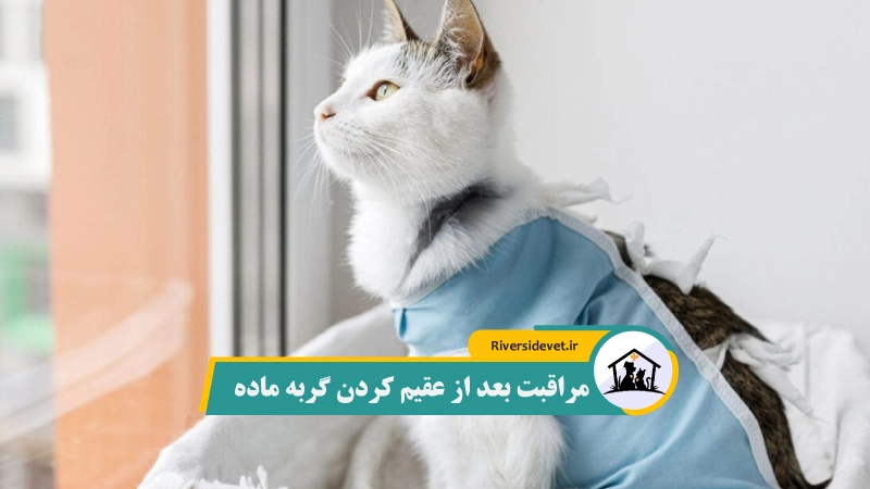مراقبت بعد از عقیم کردن گربه ماده