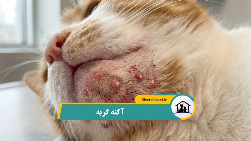 آکنه گربه