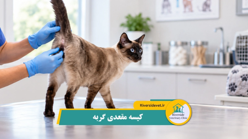 کیسه مقعدی گربه