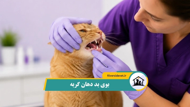 بوی بد دهان گربه