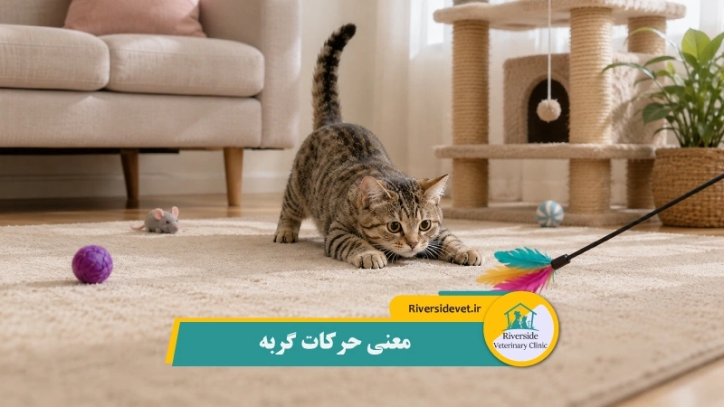 معنی حرکات گربه