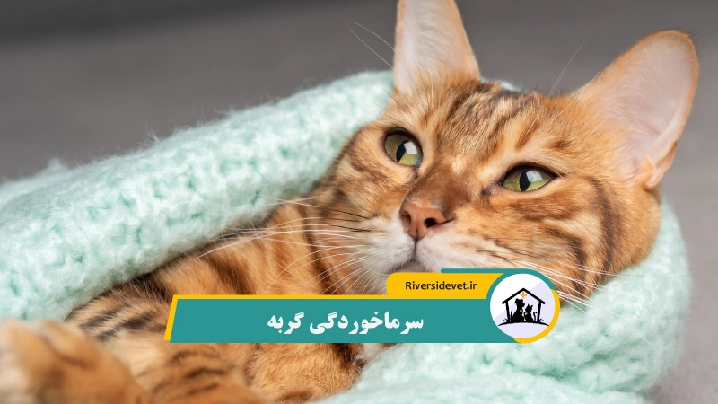 سرماخوردگی گربه