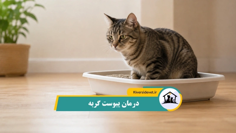 درمان یبوست گربه