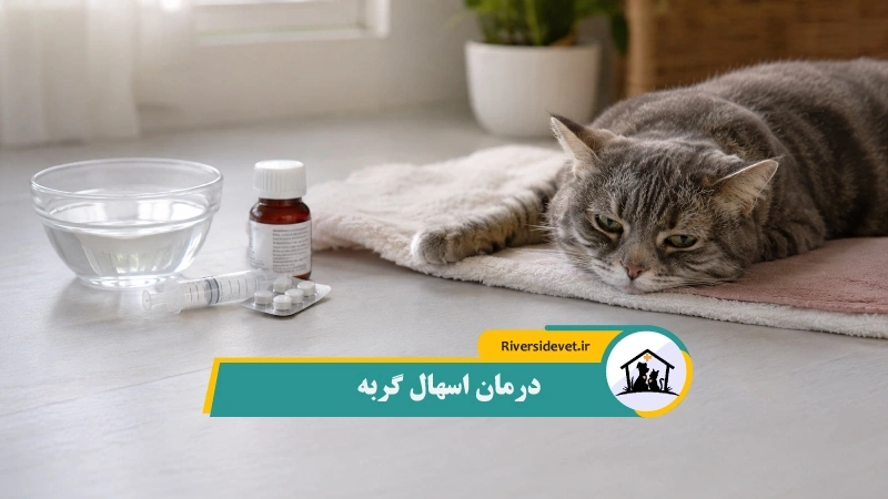 درمان اسهال گربه