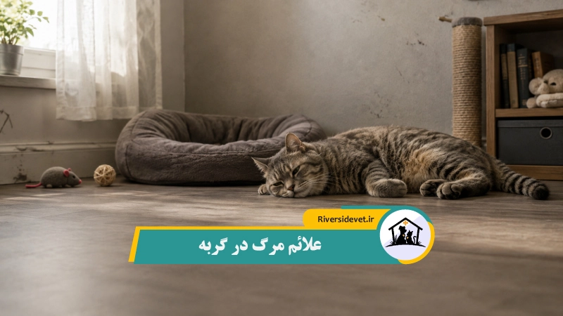 علائم مرگ در گربه