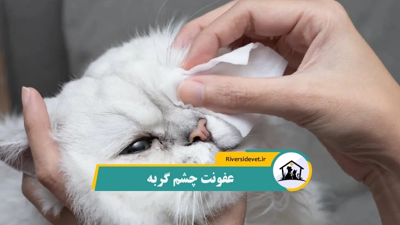 عفونت چشم گربه