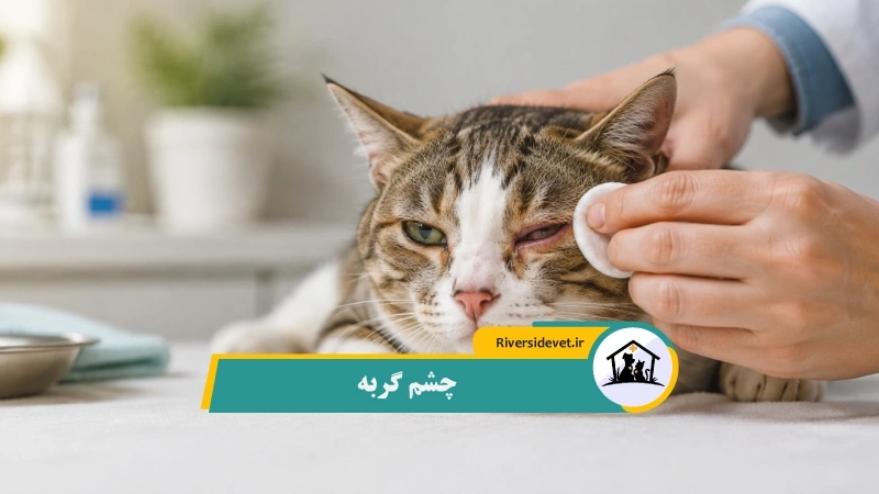 چشم گربه