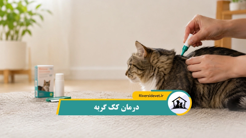 درمان کک گربه
