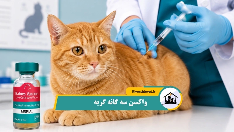 واکسن سه گانه گربه