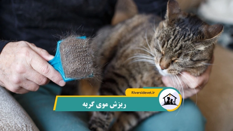 ریزش موی گربه