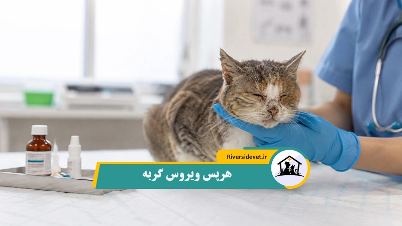 هرپس ویروس گربه